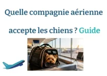 Quelle compagnie aérienne accepte les chiens ? Le guide complet