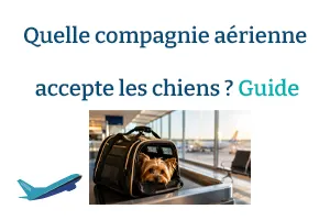 Quelle compagnie aérienne accepte les chiens ? Le guide complet